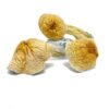 African Transkei Mushroom – Premium Psilocybin Magic Mushrooms for Sale