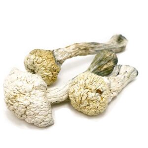 Albino Avery Mushroom – Rare White Psilocybin Strain for Sale
