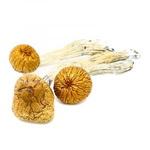 Buy Cambodian Mushrooms Online
