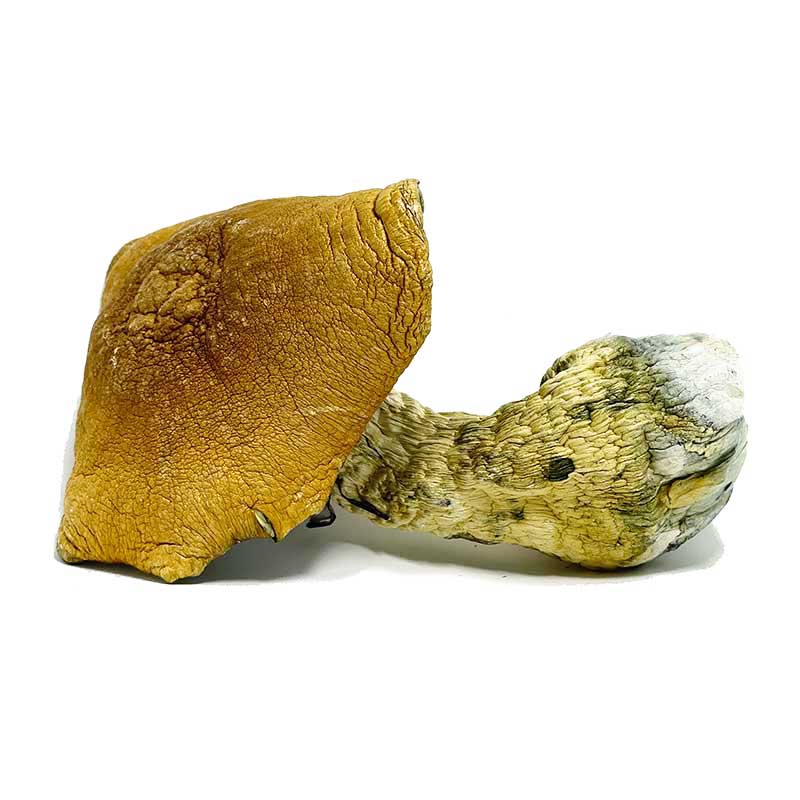 King-Kong-Magic-Mushrooms-for-sale King Kong Magic Mushrooms