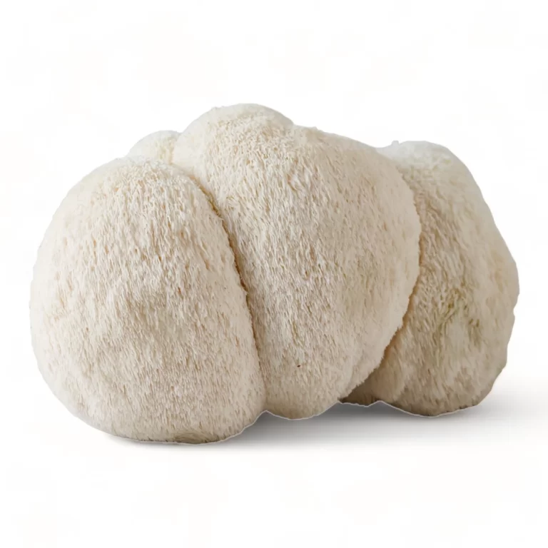 Lions-Mane-Mushroom-For-ADHD-for-sale Lion’s Mane Mushroom For ADHD