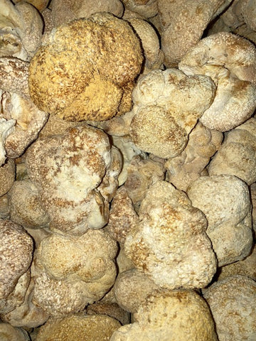 Lions-Mane-Mushroom-For-ADHD Lion’s Mane Mushroom For ADHD