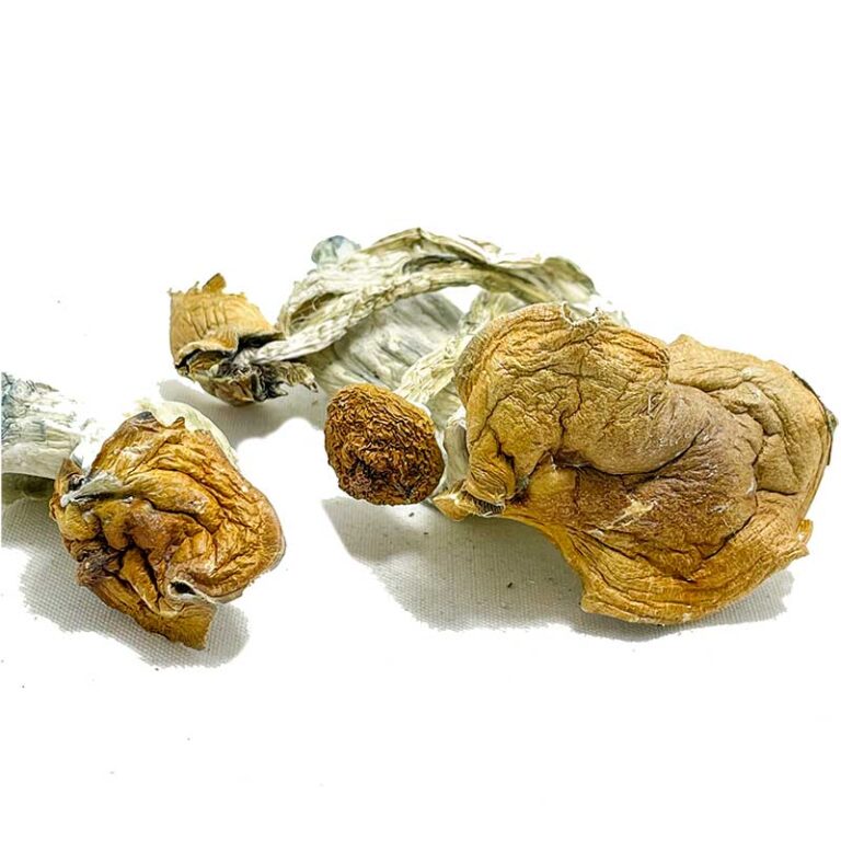 Malabar-Coast-Magic-Mushrooms-768x768 Malabar Coast Magic Mushrooms