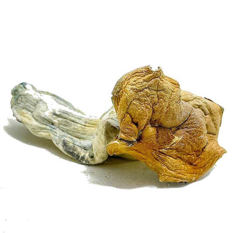 Malabar-Coast-Magic-Mushrooms-for-sale