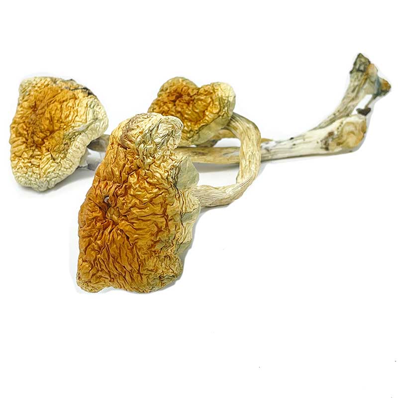 Mckennaii-Magic-Mushrooms-for-sale Mckennaii Magic Mushrooms