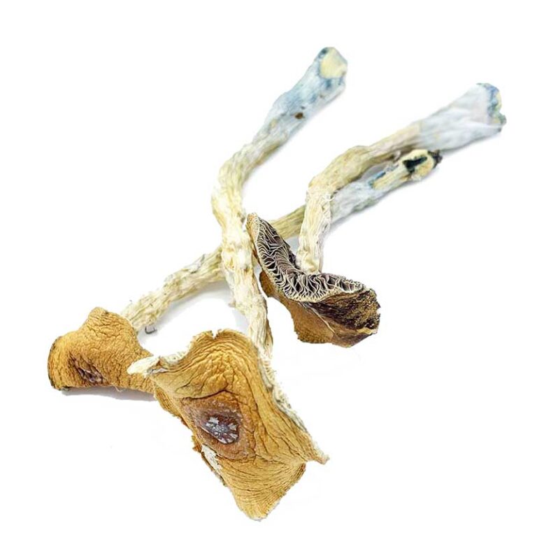 Penis-Envy-Magic-Mushroom-768x768 Penis Envy Magic Mushroom – Most Potent Psilocybin Strain for Sale