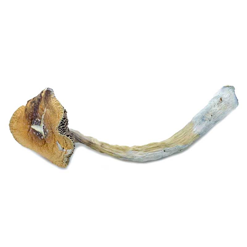 Penis-Envy-Magic-Mushroom-for-sale Penis Envy Magic Mushroom