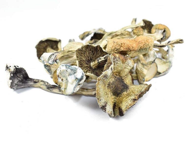 Psilocybe-Azurescens-768x576 Psilocybe Azurescens