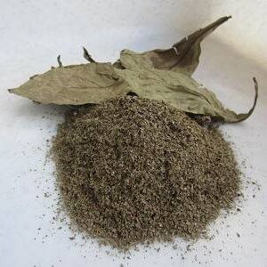 Psychotria viridis (chacruna) leaves