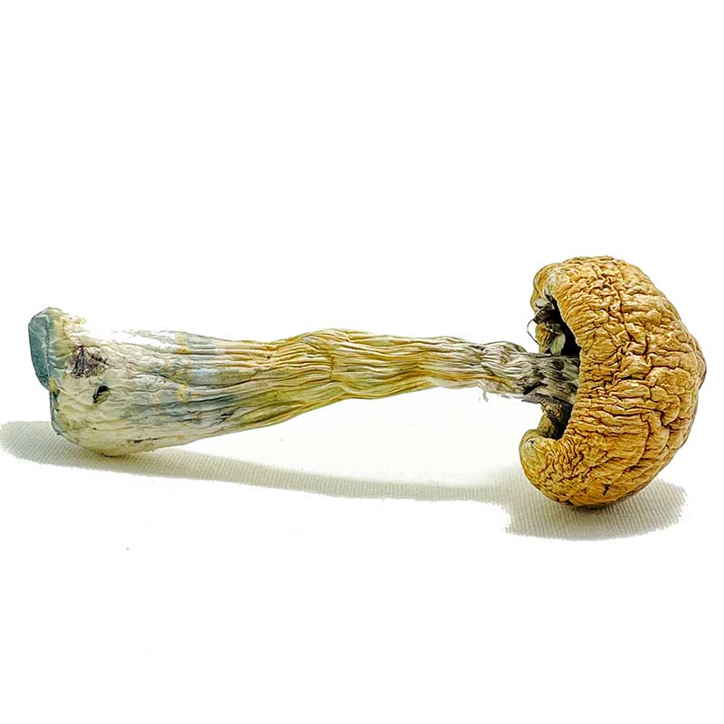 Puerto-Rican-Magic-Mushrooms-for-sale