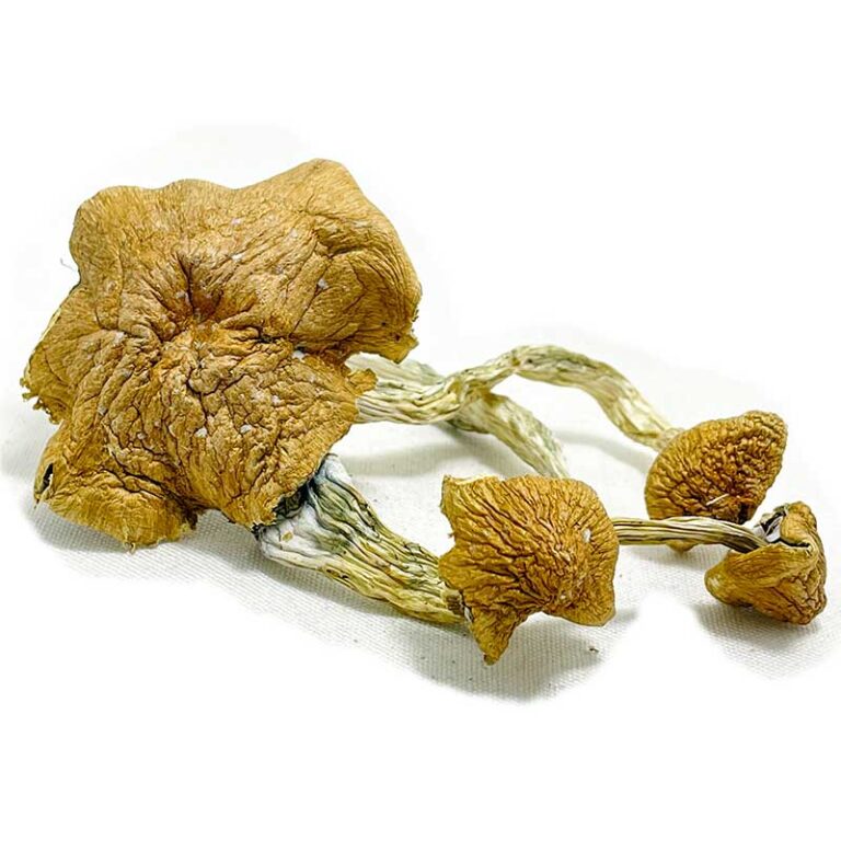 Thai-Elephant-Dung-Magic-Mushrooms-768x768 Thai Elephant Dung Magic Mushrooms