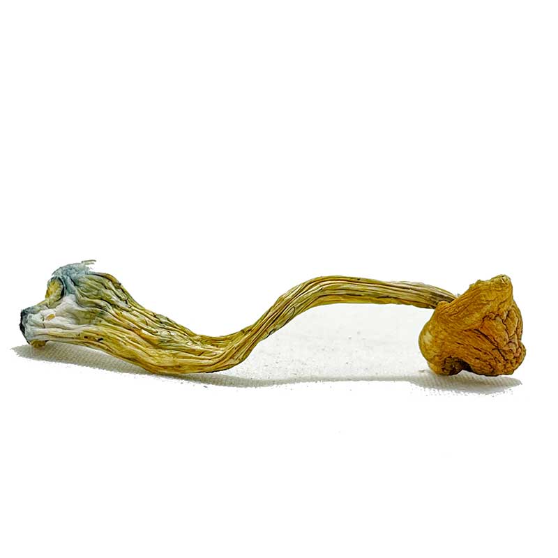 Thai-Elephant-Dung-Magic-Mushrooms-for-sale Thai Elephant Dung Magic Mushrooms