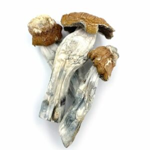 Tidal Wave Magic Mushrooms – Powerful Hybrid Psilocybin Strain