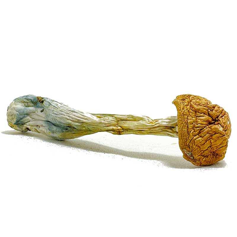 Trans-Envy-Magic-Mushrooms-for-sale Trans Envy Magic Mushrooms