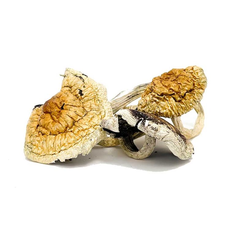 Z-Strain-Magic-Mushrooms-768x768 Z Strain Magic Mushrooms