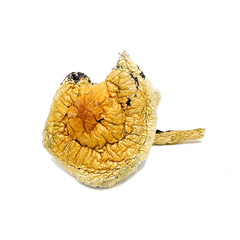 Z-Strain-Magic-Mushrooms-for-sale